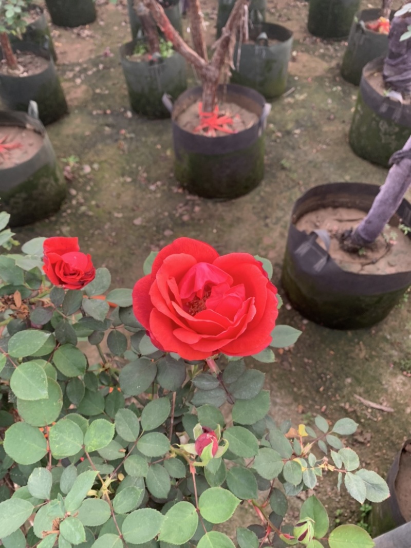 大花月季树桩球状月季棒棒糖型欧月花香而不腻
