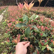 五彩桂花小苗价格20公分-30公分-40公分五彩桂花基地