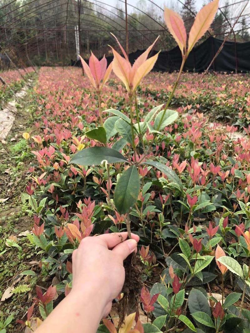 五彩桂花小苗价格20公分-30公分-40公分五彩桂花基地
