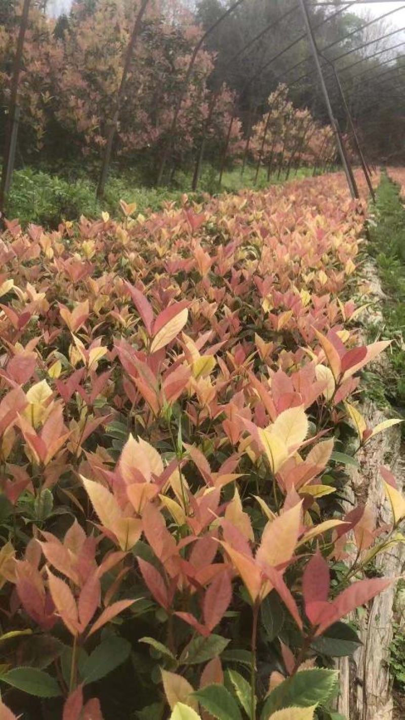 五彩桂花小苗价格20公分-30公分-40公分五彩桂花基地