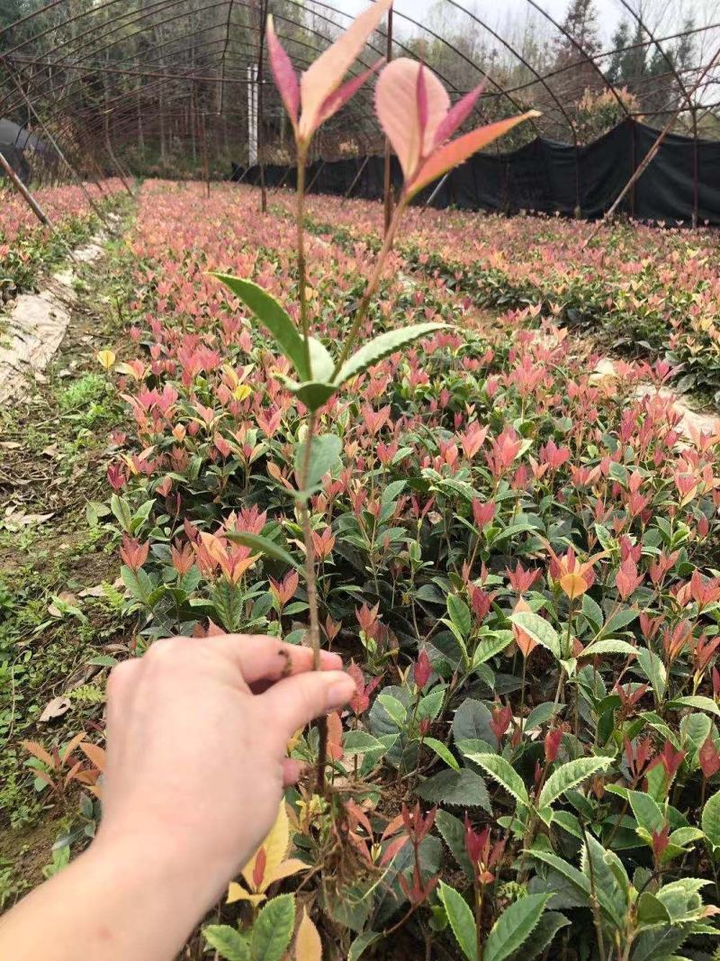 五彩桂花小苗价格20公分-30公分-40公分五彩桂花基地