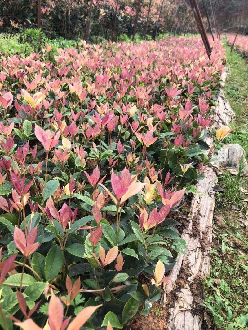五彩桂花小苗价格20公分-30公分-40公分五彩桂花基地