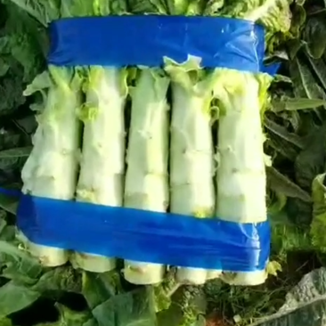 郯城红花万亩蔬菜莴苣大量上市