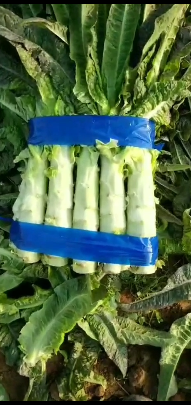 郯城红花万亩蔬菜莴苣大量上市