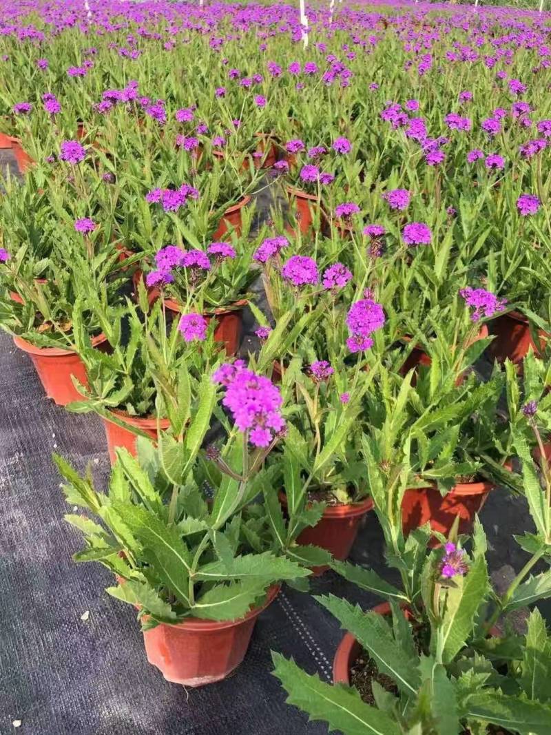 桑托斯马鞭草花镜植物类苗园林绿化