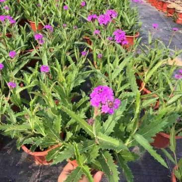 桑托斯马鞭草花镜植物类苗园林绿化