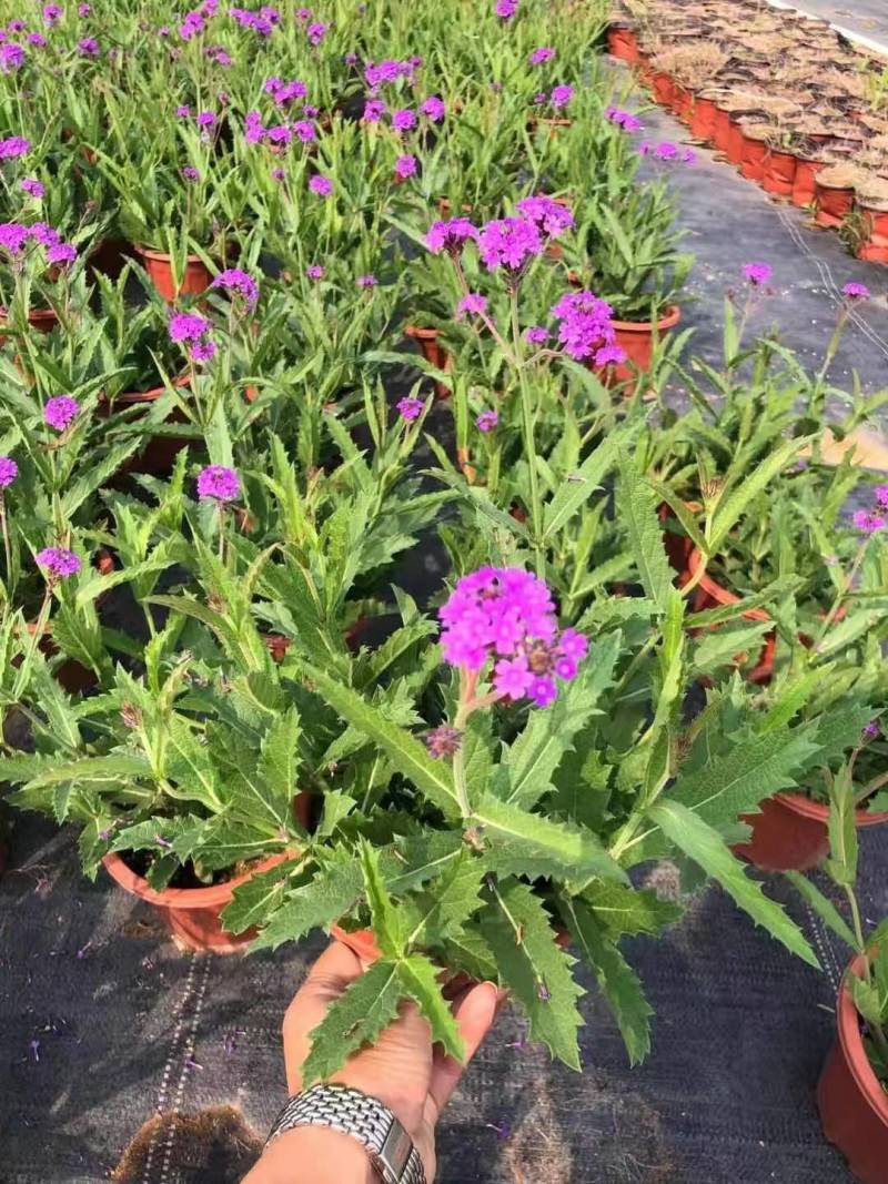 桑托斯马鞭草花镜植物类苗园林绿化