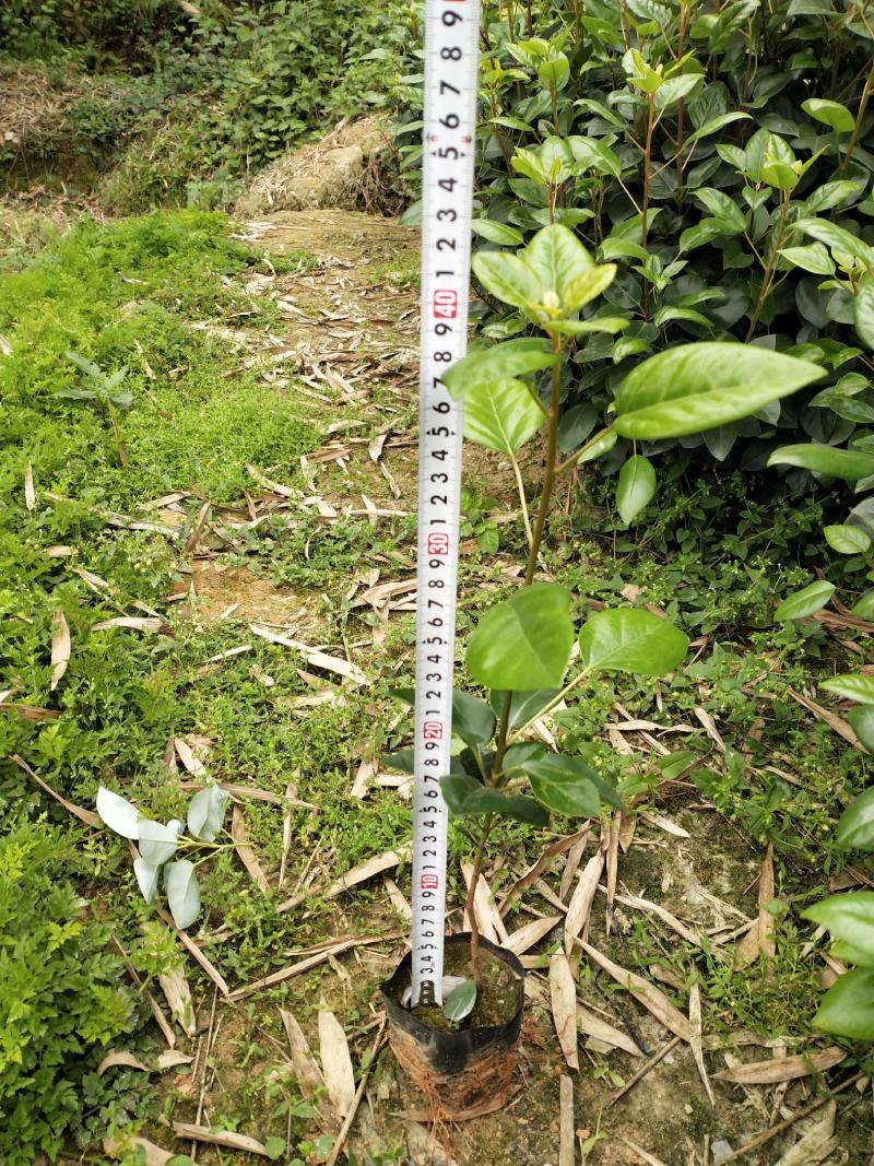 红花荷小袋苗，优质红花荷小杯苗出售，红包木防火专用苗，
