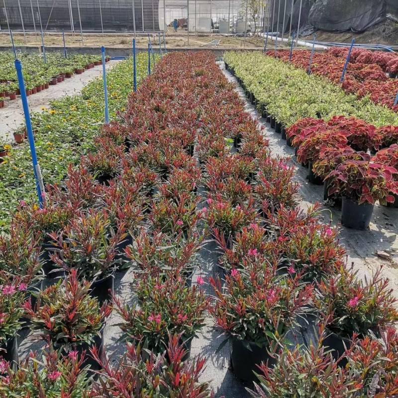 山桃草盆苗工程类植物花镜植物园林绿化