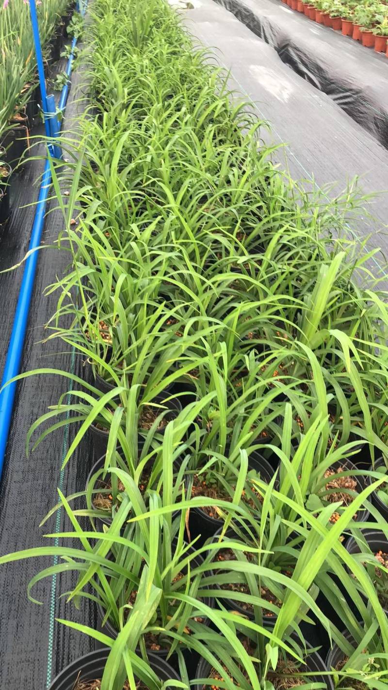 山桃草盆苗工程类植物花镜植物园林绿化