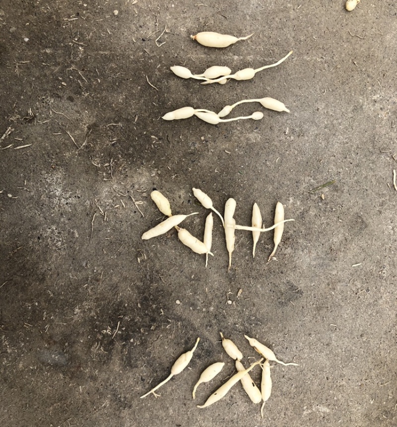 麦冬/麦冬根茎/四川麦冬/四川绵阳麦冬根茎/新品上市