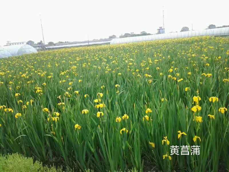 黄菖蒲基地直销欢迎咨询选择绿景水生为您服务