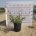 花叶土人參2加仑园林绿化花镜植物