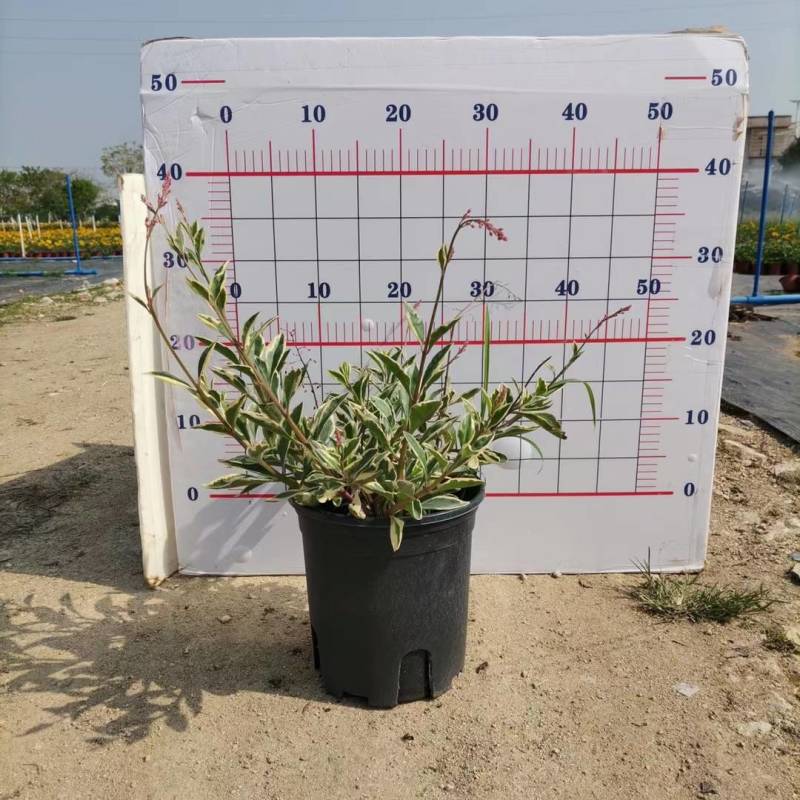 花叶土人參2加仑园林绿化花镜植物