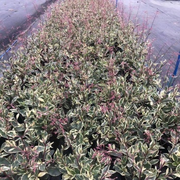 花叶土人參2加仑园林绿化花镜植物