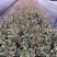 花叶土人參2加仑园林绿化花镜植物