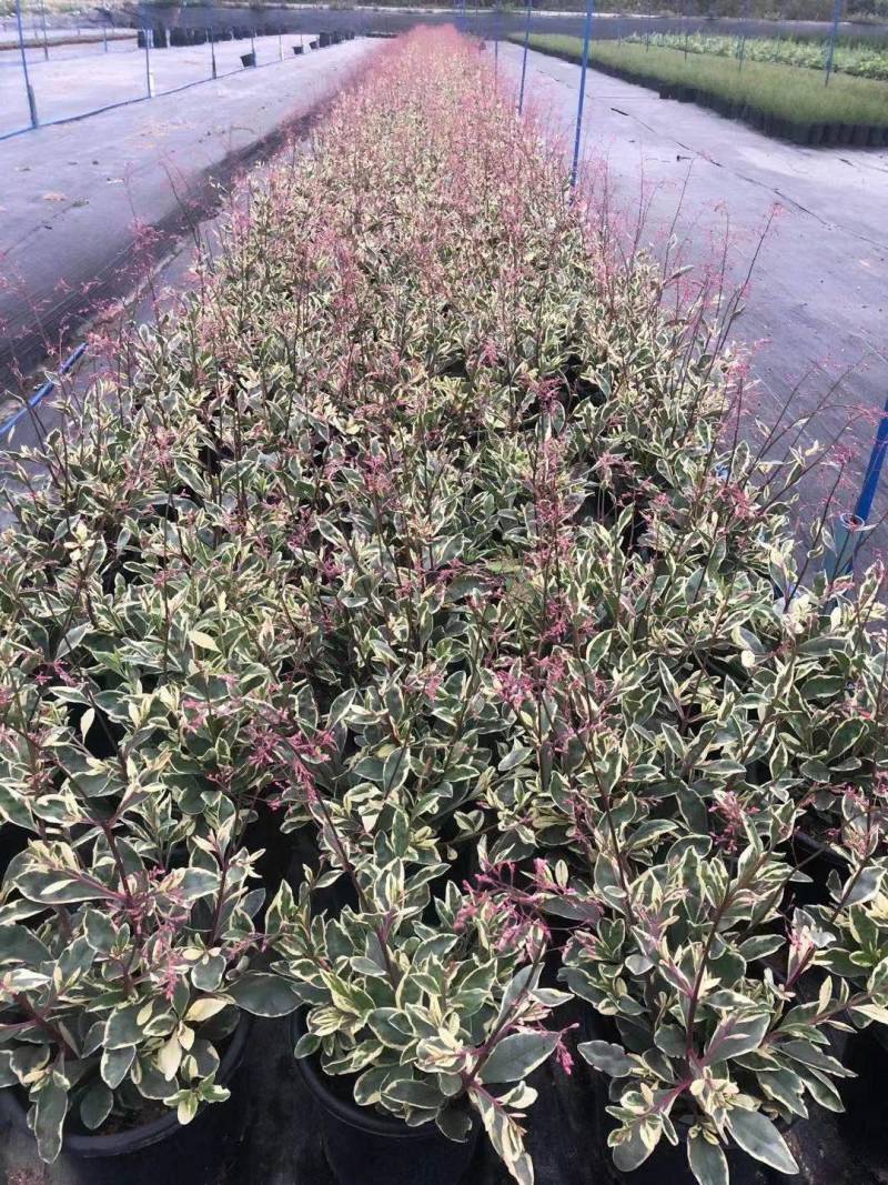 花叶土人參2加仑园林绿化花镜植物