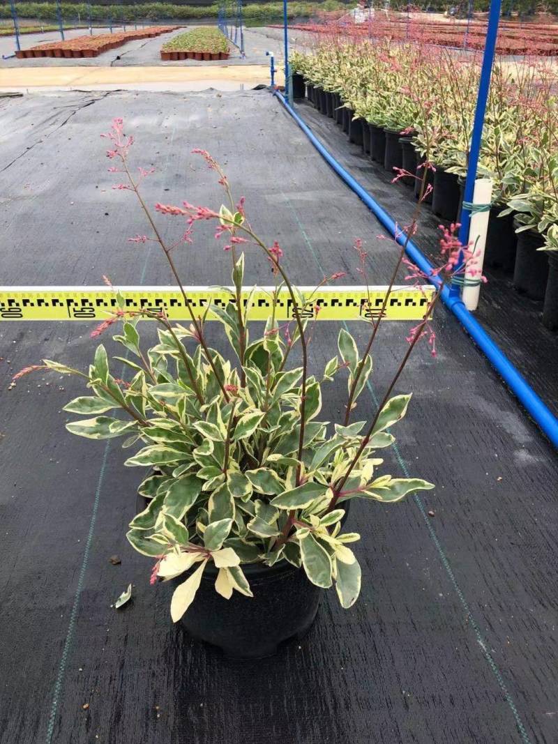 花叶土人參2加仑园林绿化花镜植物