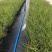 花叶土人參2加仑园林绿化花镜植物
