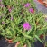 花叶土人參2加仑园林绿化花镜植物