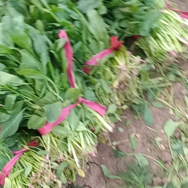 鸡泽县宏森农场有波菜上市了，