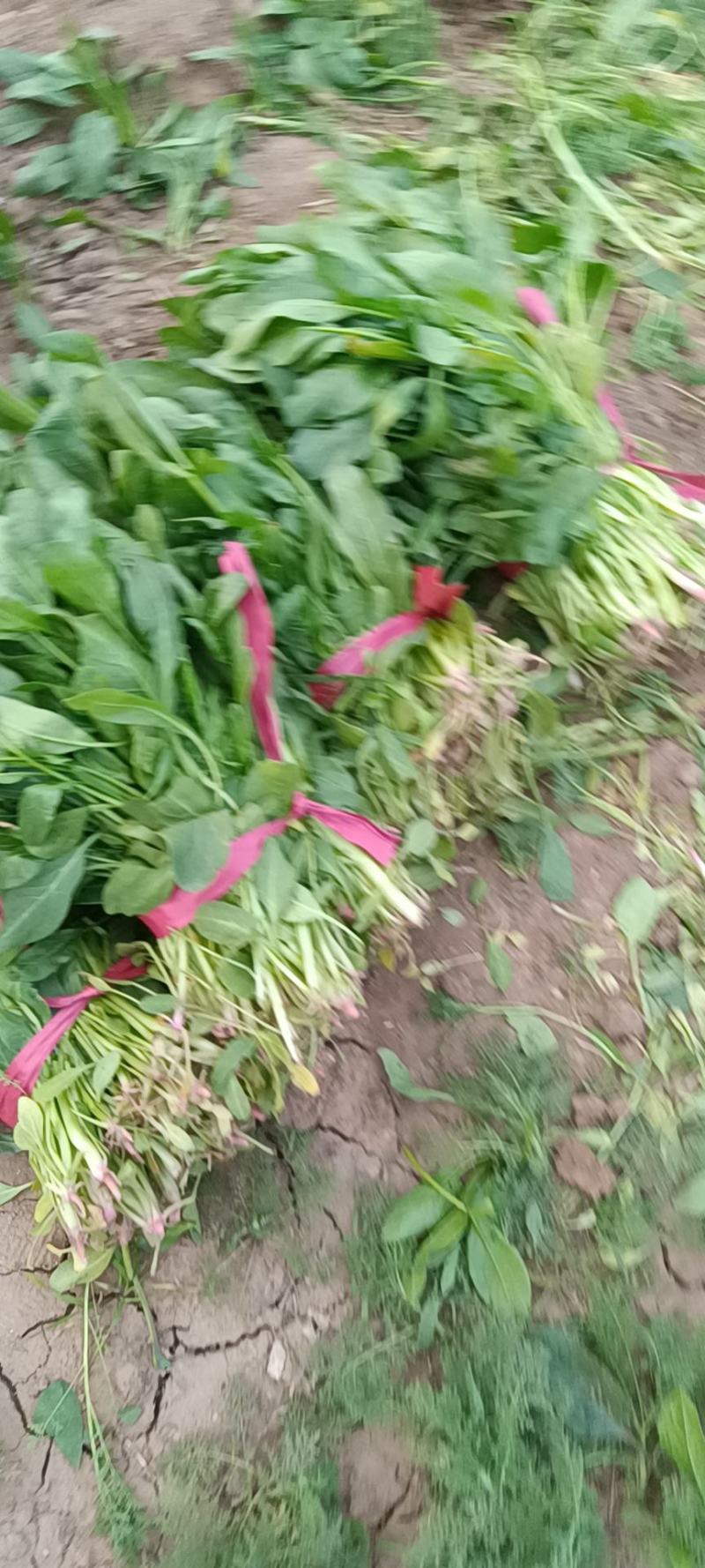 鸡泽县宏森农场有波菜上市了，