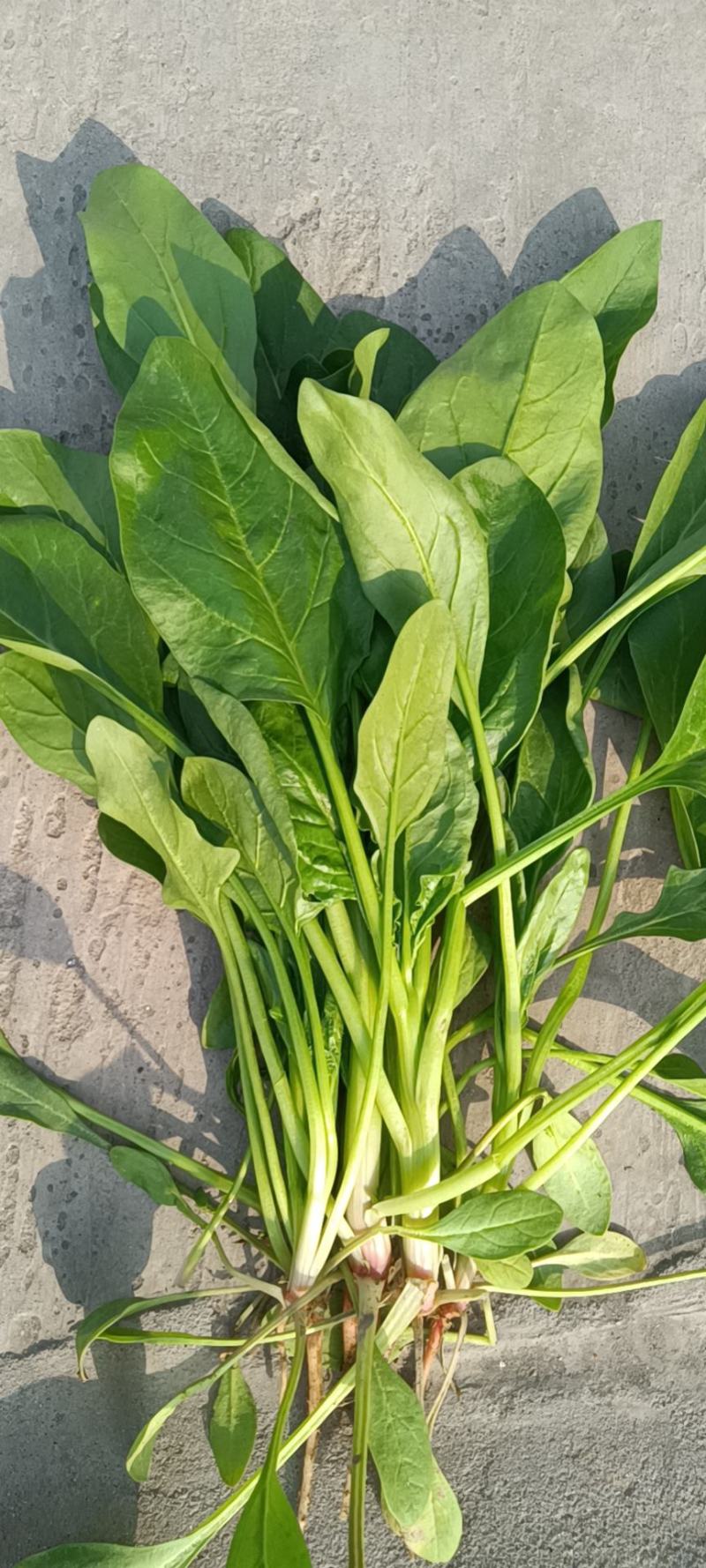 鸡泽县宏森农场有波菜上市了，