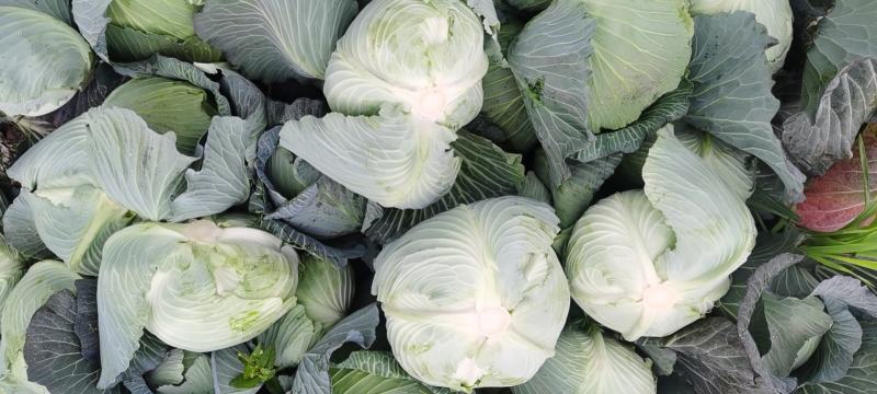 包菜，扁包菜1-2公斤精品懒运输，大量上市，欢迎采购