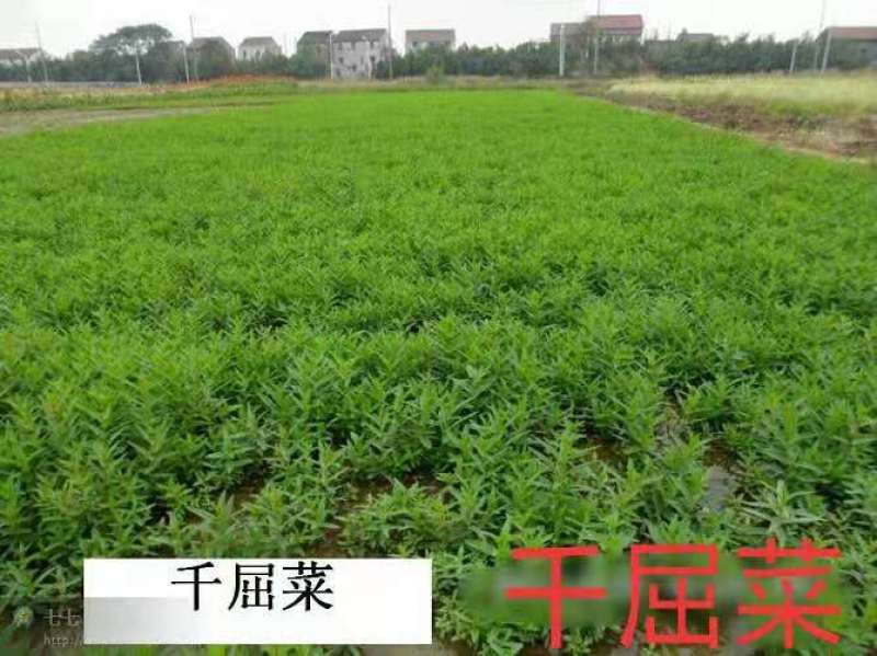 绿景水生销售千屈菜苗保质保量，绿化工程专用