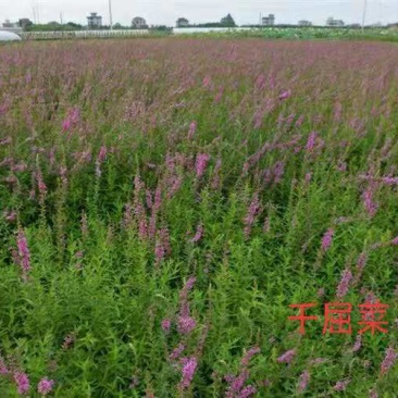 绿景水生销售千屈菜苗保质保量，绿化工程专用