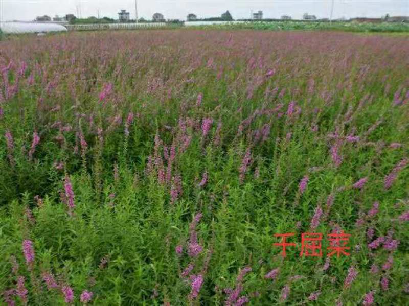 绿景水生销售千屈菜苗保质保量，绿化工程专用