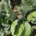 包菜，扁包菜1-2公斤精品懒运输，大量上市，欢迎采购