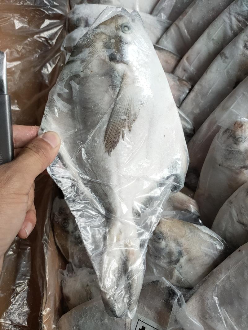 白鲳银鲳鱼批发一手货源长期稳定供货