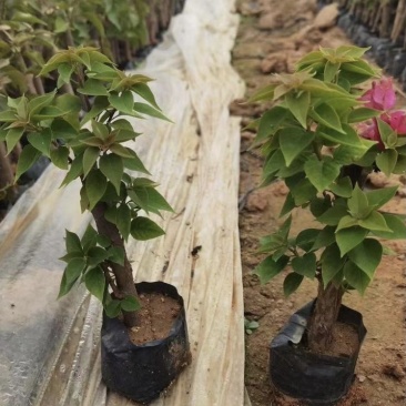 大量出售各种花色三角梅小杯苗，需要请联系
