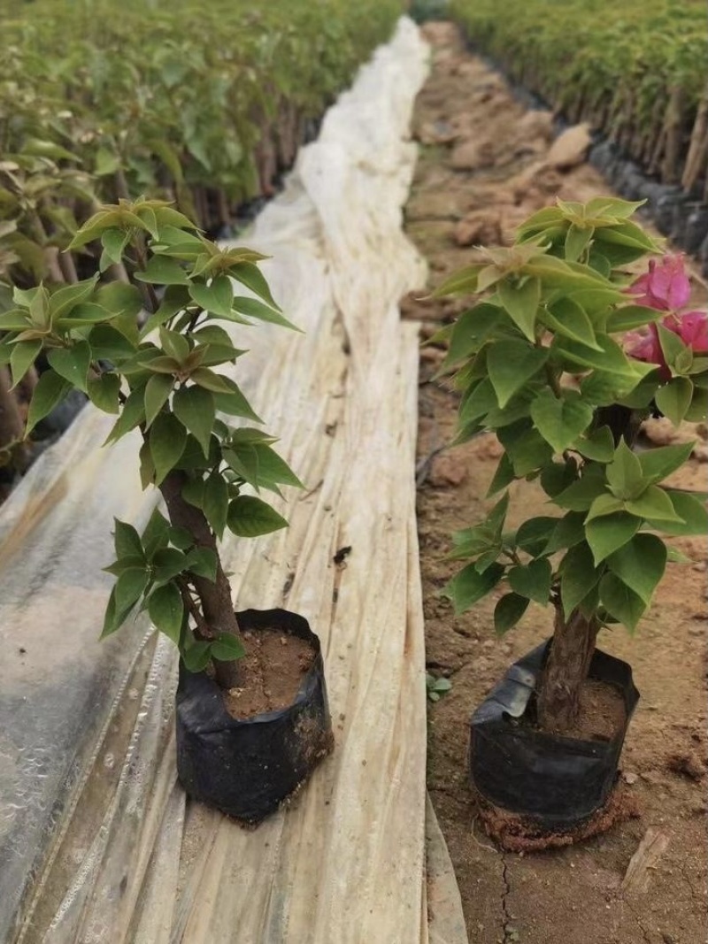大量出售各种花色三角梅小杯苗，需要请联系