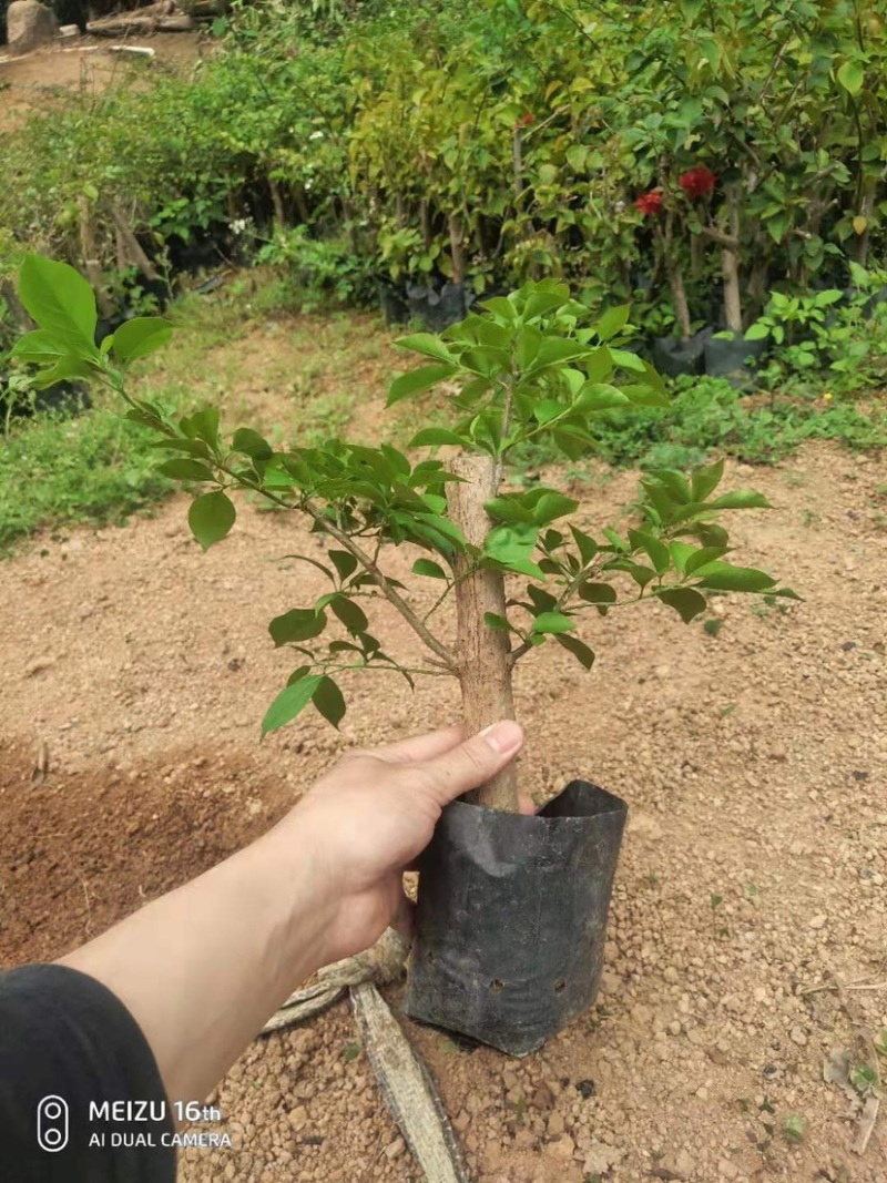 大量出售各种花色三角梅小杯苗，需要请联系