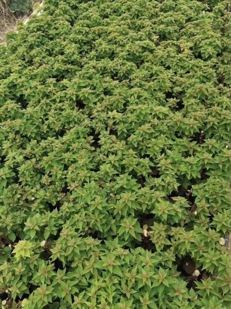 大量出售各种花色三角梅小杯苗，需要请联系