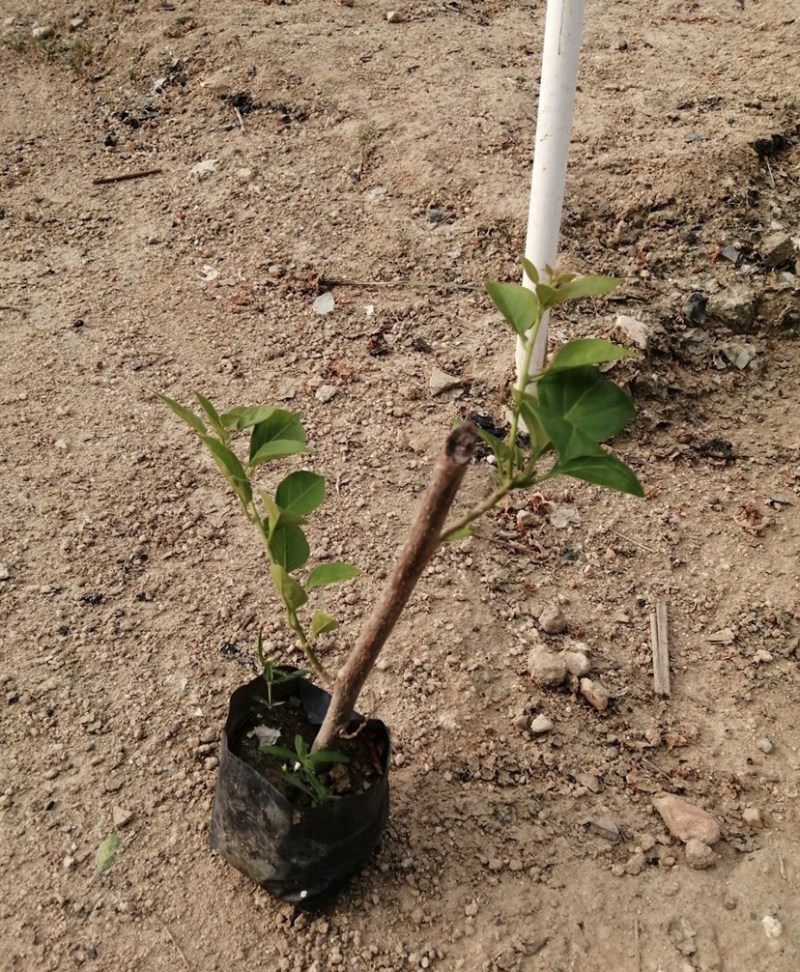 大量出售各种花色三角梅小杯苗，需要请联系
