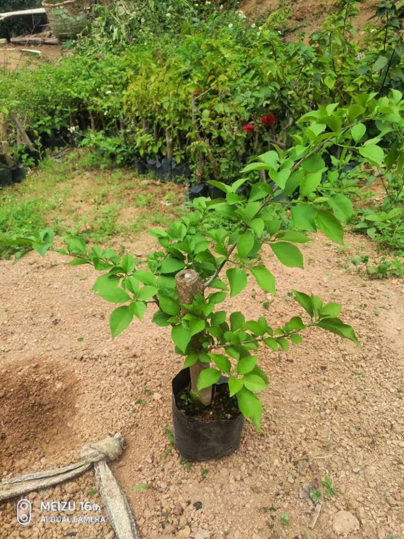 大量出售各种花色三角梅小杯苗，需要请联系
