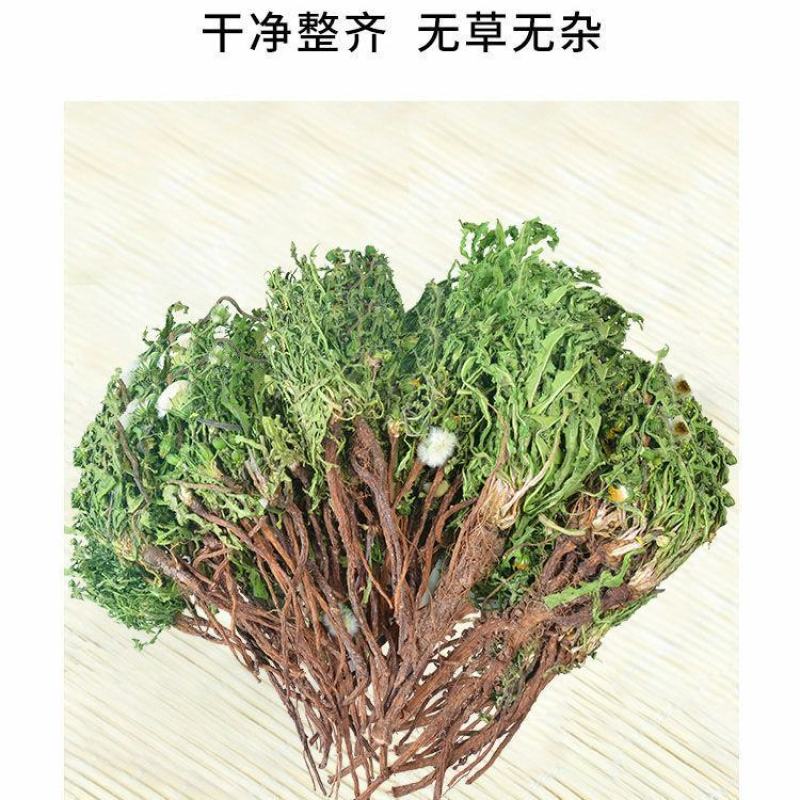 蒲公英整棵新鲜现挖婆婆丁新鲜山上挖