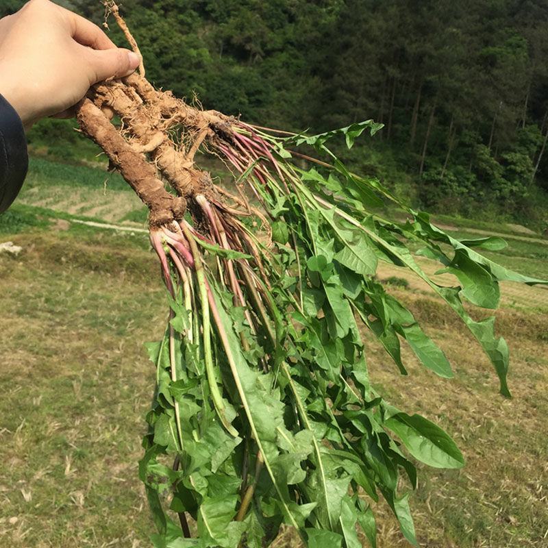 蒲公英整棵新鲜现挖婆婆丁新鲜山上挖