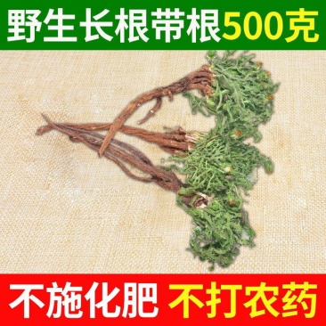 蒲公英整棵新鲜现挖婆婆丁新鲜山上挖