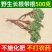 蒲公英整棵新鲜现挖婆婆丁新鲜山上挖