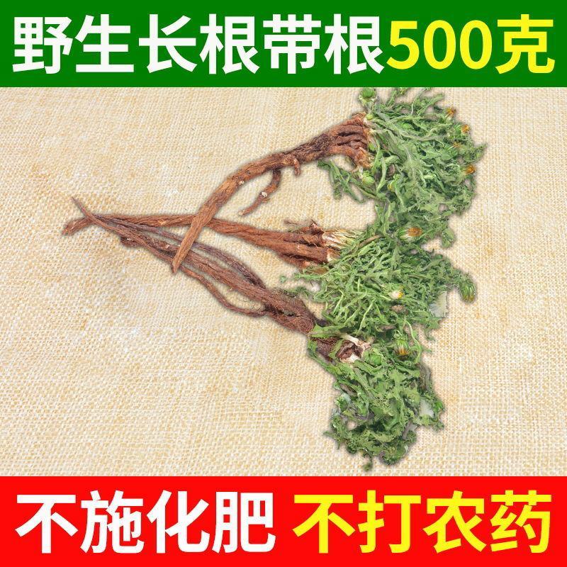 蒲公英整棵新鲜现挖婆婆丁新鲜山上挖