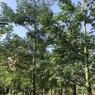 出售各种规格的美丽木棉，货源充足，价格美丽。