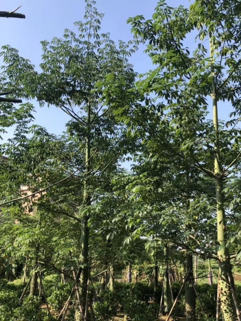 出售各种规格的美丽木棉，货源充足，价格美丽。