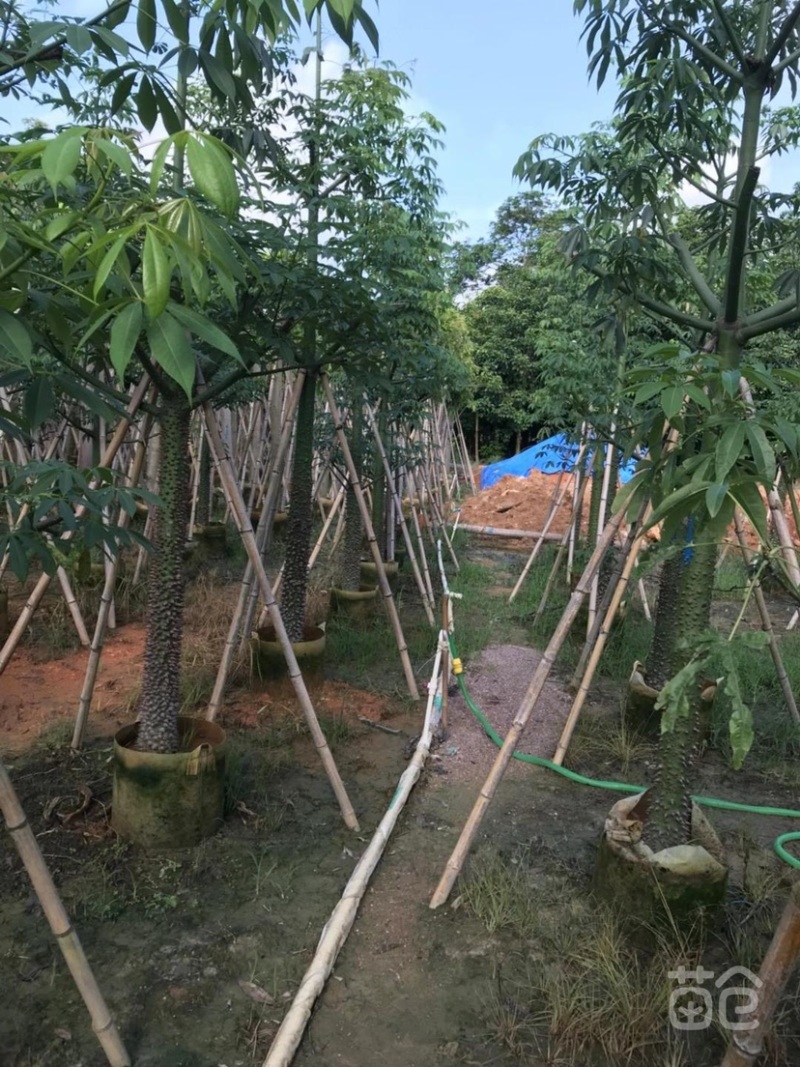 出售各种规格的美丽木棉，货源充足，价格美丽。