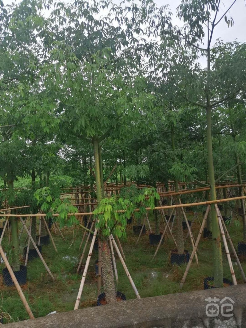 出售各种规格的美丽木棉，货源充足，价格美丽。