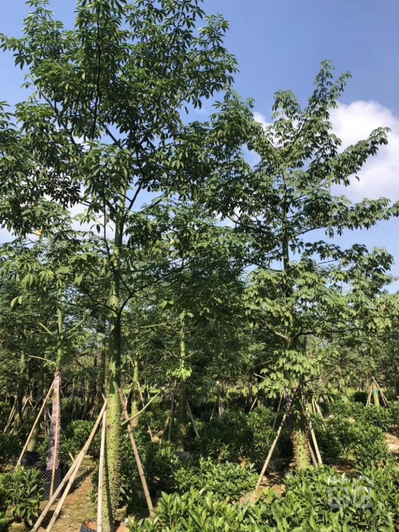 出售各种规格的美丽木棉，货源充足，价格美丽。