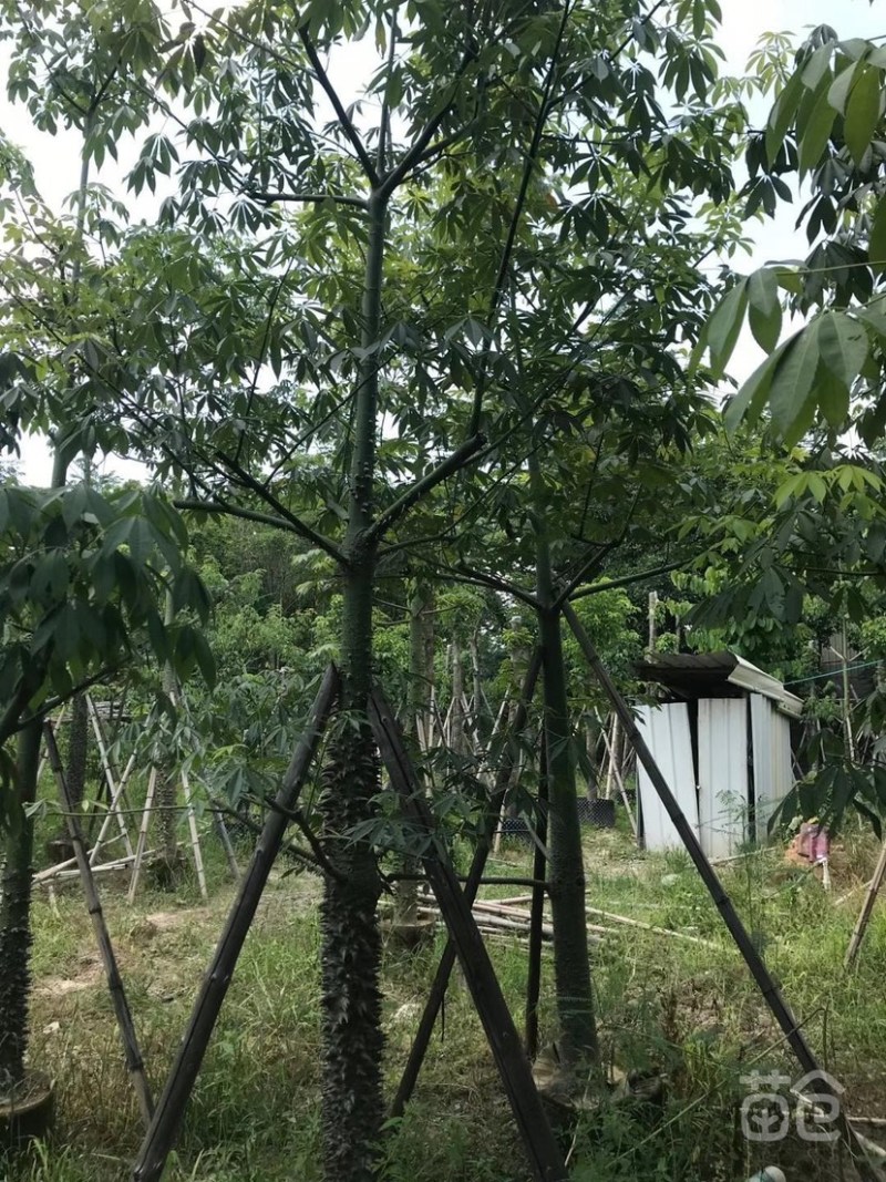 出售各种规格的美丽木棉，货源充足，价格美丽。